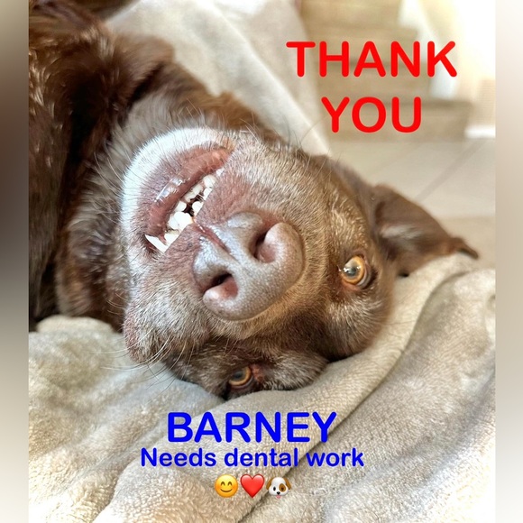 RACHEL ZOE Blush PINK Teddy Bear Coat Size Medium - Picture 14 of 14